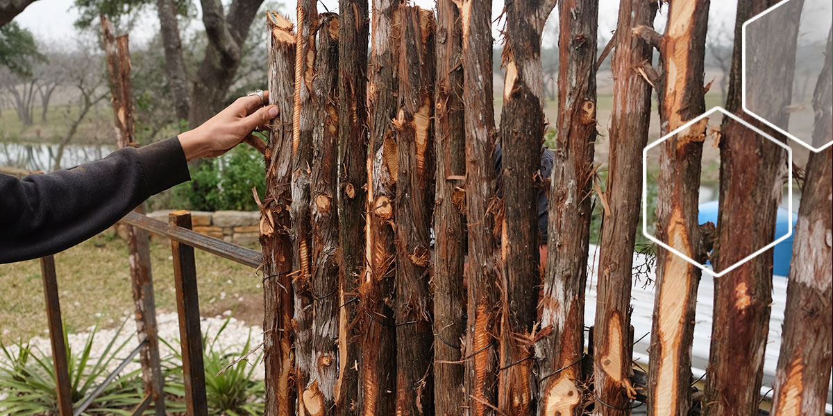 ashejuniper4 ecotopes