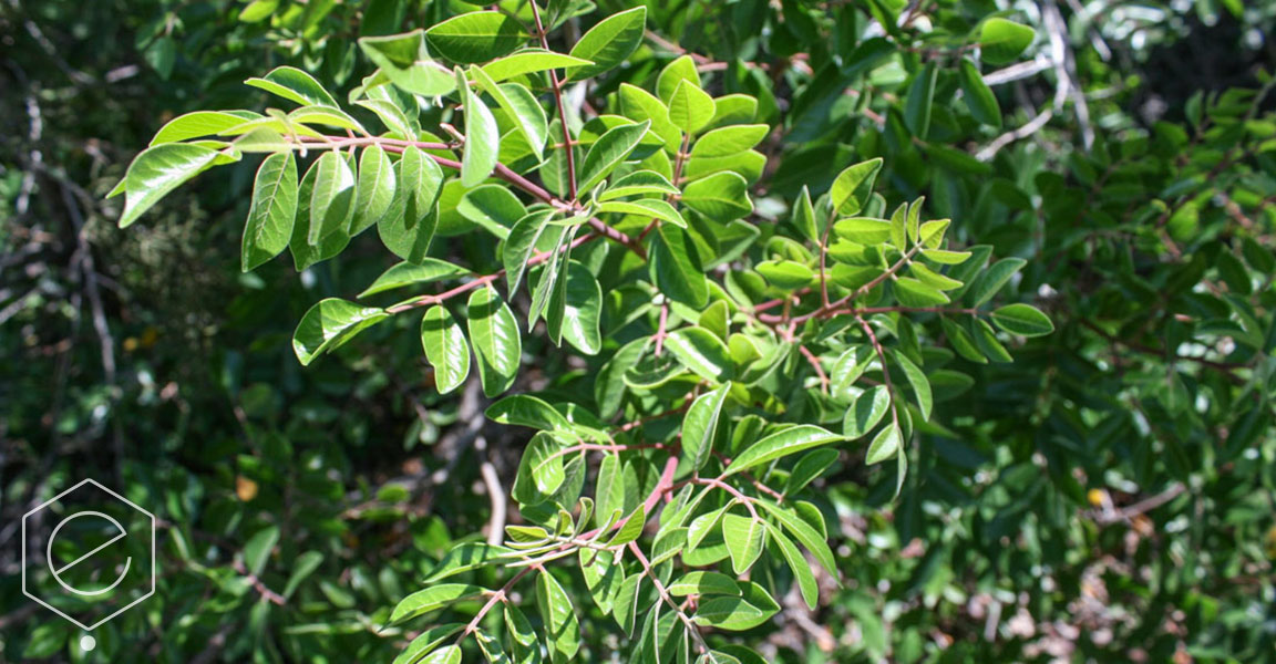 RHVI3 (evergreen sumac) ecotopes