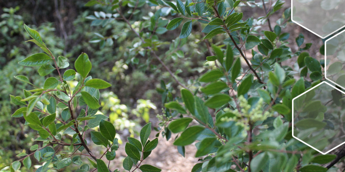 RHVI3 (evergreen sumac) ecotopes