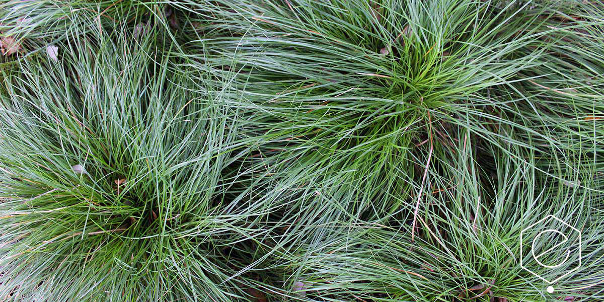 *bunch grass ecotopes